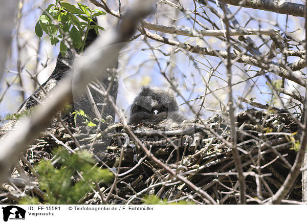 Virginiauhu / Great horned owl / FF-15581