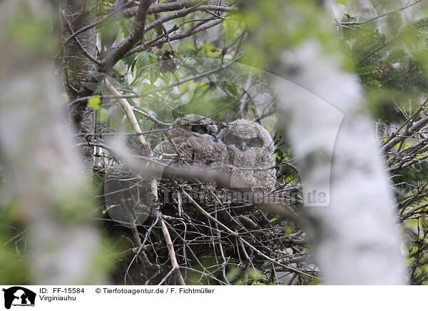 Virginiauhu / Great horned owl / FF-15584