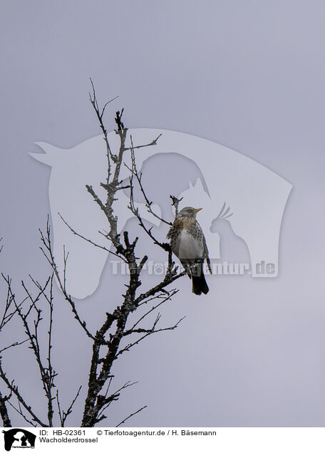 Wacholderdrossel / fieldfare / HB-02361