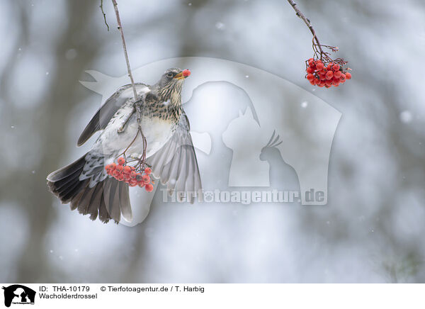 Wacholderdrossel / fieldfare / THA-10179