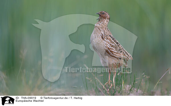 Europische Wachtel / common quail / THA-09919