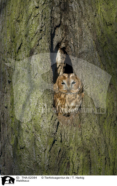 Waldkauz / brown owl / THA-02084
