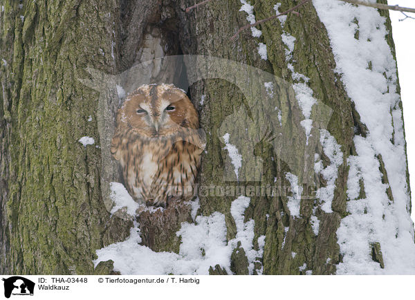 Waldkauz / brown owl / THA-03448