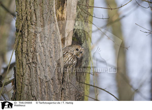 Waldkauz / brown owl / THA-04666