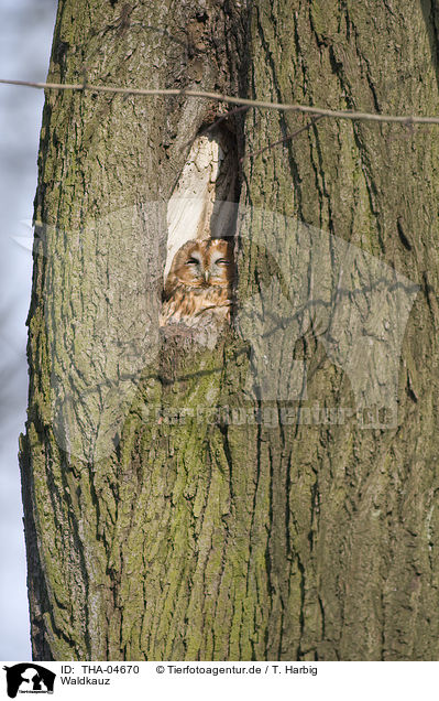 Waldkauz / brown owl / THA-04670