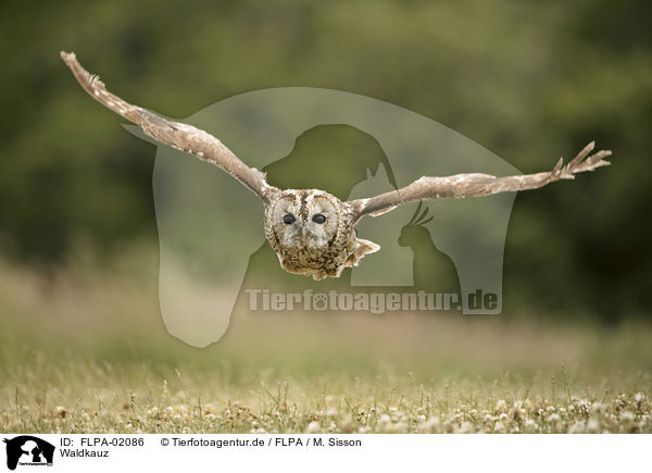 Waldkauz / brown owl / FLPA-02086