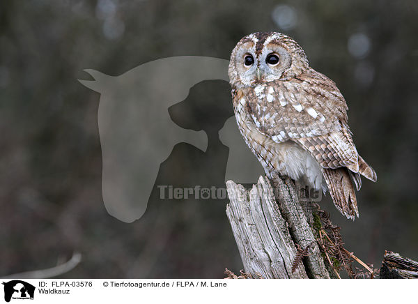 Waldkauz / brown owl / FLPA-03576