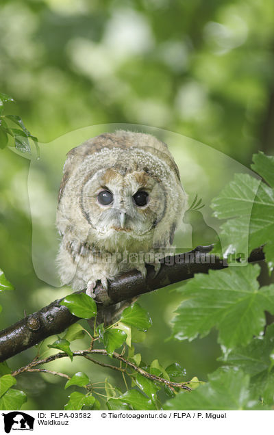 Waldkauz / brown owl / FLPA-03582