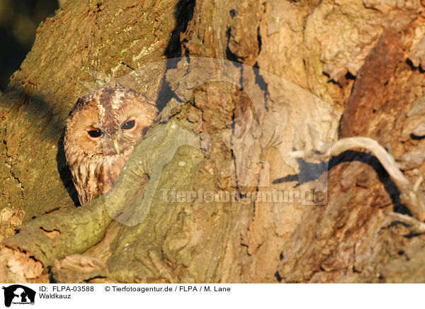 Waldkauz / brown owl / FLPA-03588