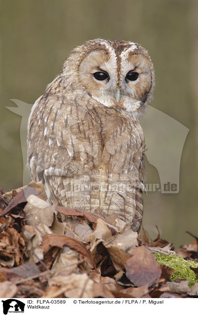 Waldkauz / brown owl / FLPA-03589