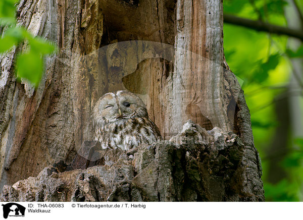 Waldkauz / brown owl / THA-06083
