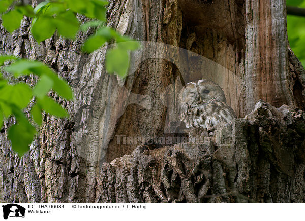 Waldkauz / brown owl / THA-06084