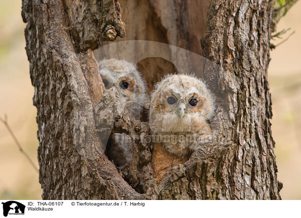 Waldkuze / brown owls / THA-06107