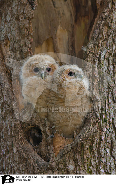 Waldkuze / brown owls / THA-06112