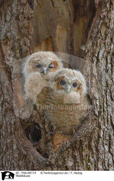 Waldkuze / brown owls / THA-06114