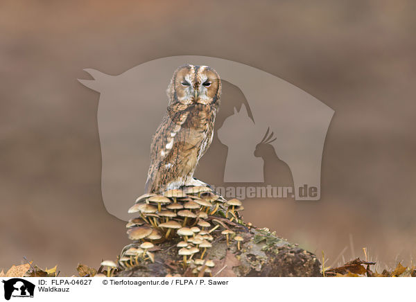 Waldkauz / brown owl / FLPA-04627