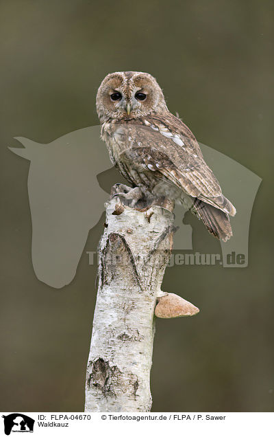 Waldkauz / brown owl / FLPA-04670