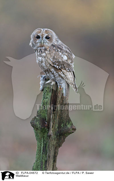 Waldkauz / brown owl / FLPA-04672