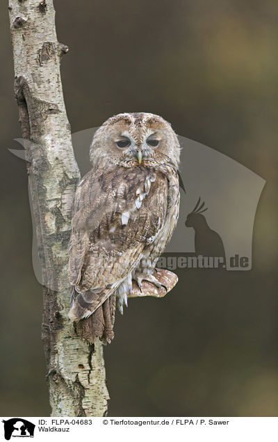 Waldkauz / brown owl / FLPA-04683