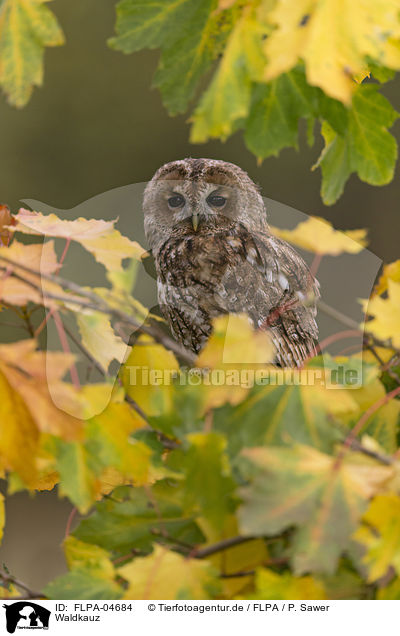 Waldkauz / brown owl / FLPA-04684