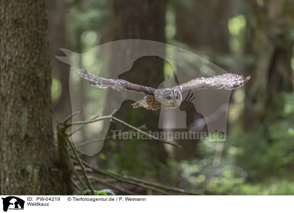 Waldkauz / brown owl / PW-04219