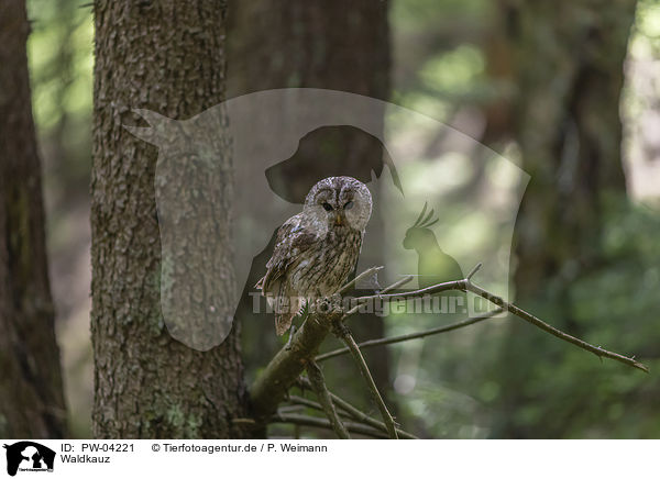 Waldkauz / brown owl / PW-04221