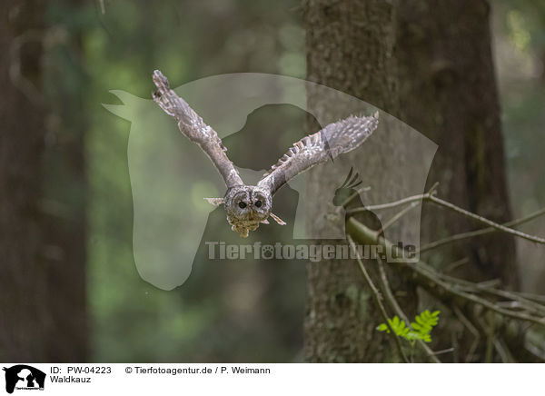 Waldkauz / brown owl / PW-04223