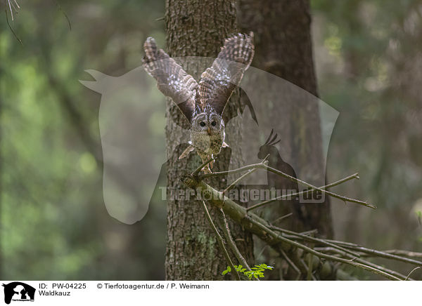 Waldkauz / brown owl / PW-04225