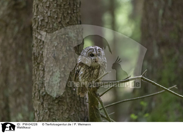 Waldkauz / brown owl / PW-04228