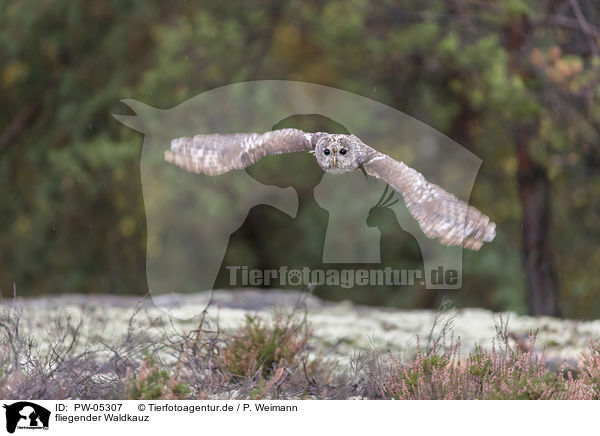 fliegender Waldkauz / flying Brown Owl / PW-05307