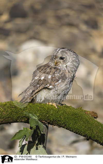 sitzender Waldkauz / sitting Brown Owl / PW-05346