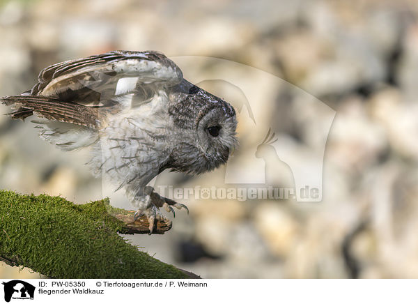fliegender Waldkauz / flying Brown Owl / PW-05350