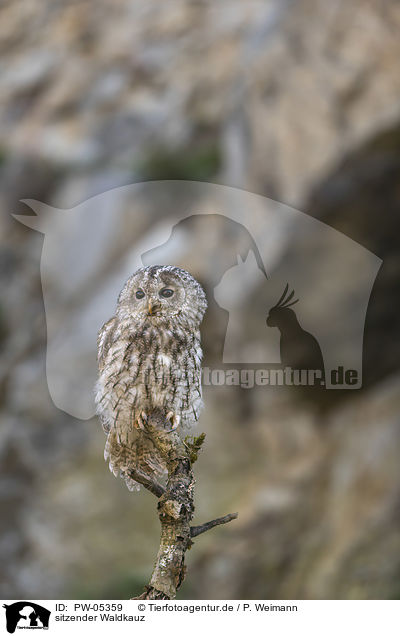 sitzender Waldkauz / sitting Brown Owl / PW-05359
