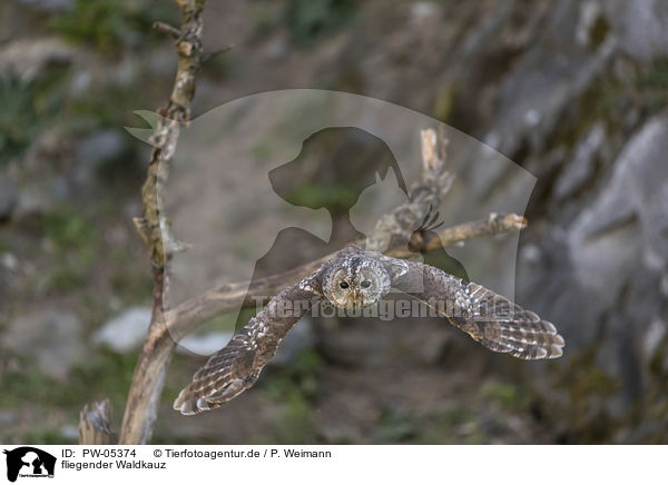 fliegender Waldkauz / flying Brown Owl / PW-05374