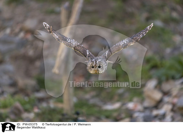 fliegender Waldkauz / flying Brown Owl / PW-05375