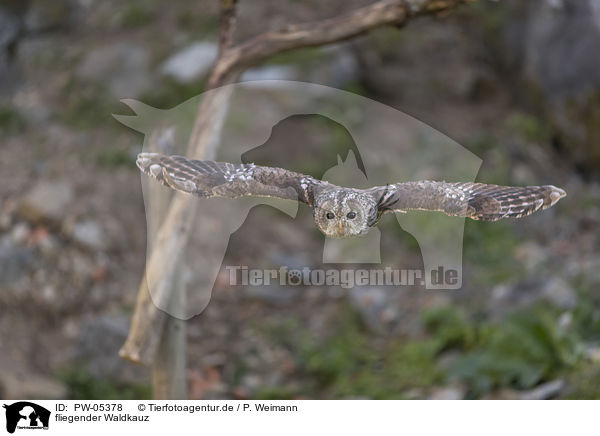 fliegender Waldkauz / flying Brown Owl / PW-05378