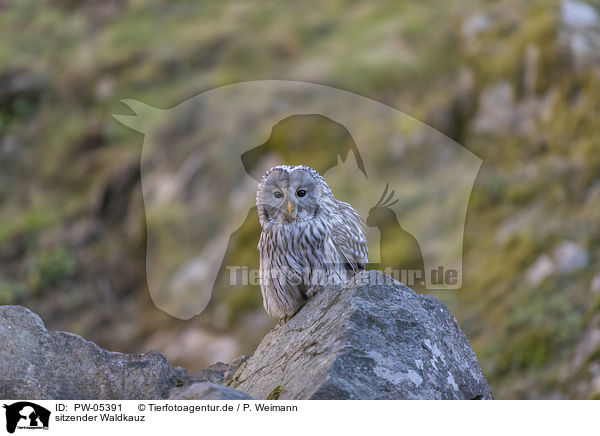 sitzender Waldkauz / sitting Brown Owl / PW-05391