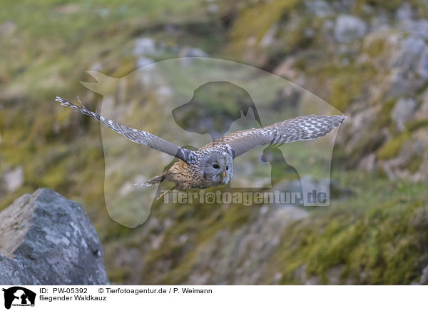 fliegender Waldkauz / flying Brown Owl / PW-05392