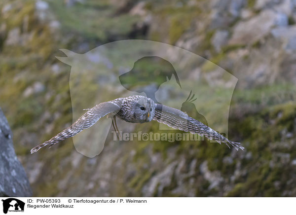 fliegender Waldkauz / flying Brown Owl / PW-05393