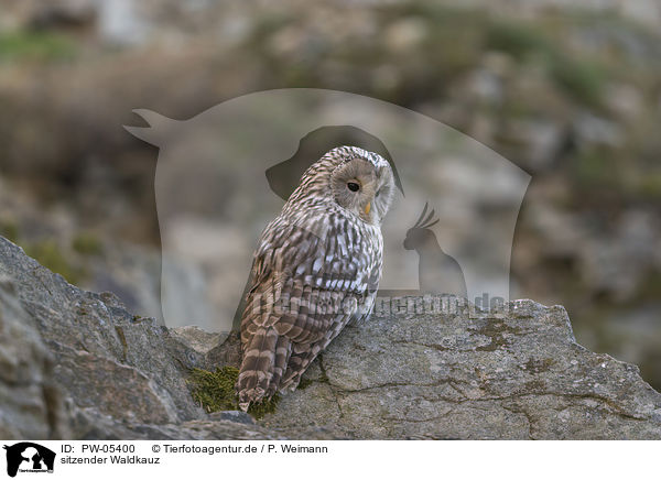 sitzender Waldkauz / sitting Brown Owl / PW-05400