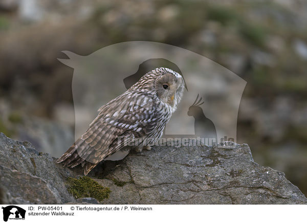 sitzender Waldkauz / sitting Brown Owl / PW-05401