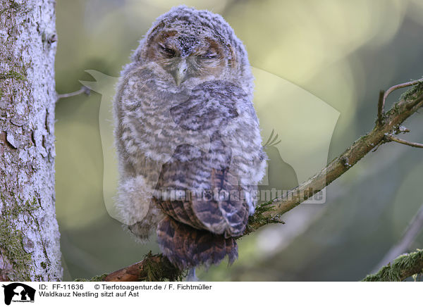Waldkauz Nestling sitzt auf Ast / Tawny owl nestling sitting on branch / FF-11636