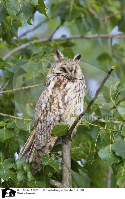 Waldohreule / long-eared owl / SO-01702