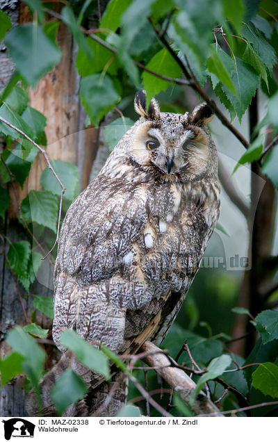 Waldohreule / northern long-eared owl / MAZ-02338