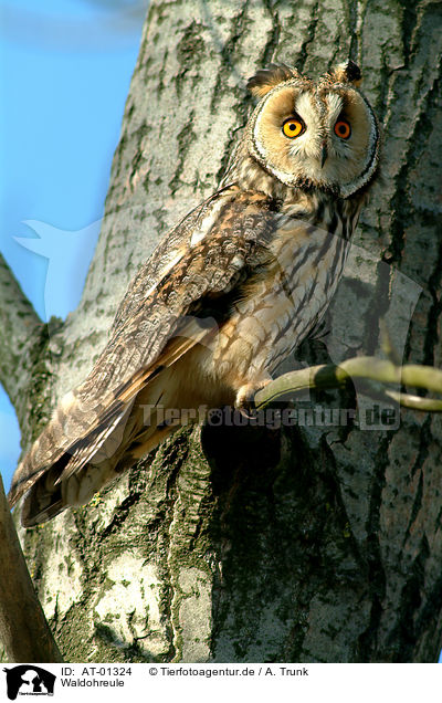 Waldohreule / Long-eared Owl / AT-01324