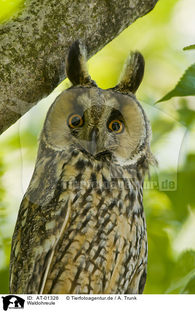 Waldohreule / Long-eared Owl / AT-01326