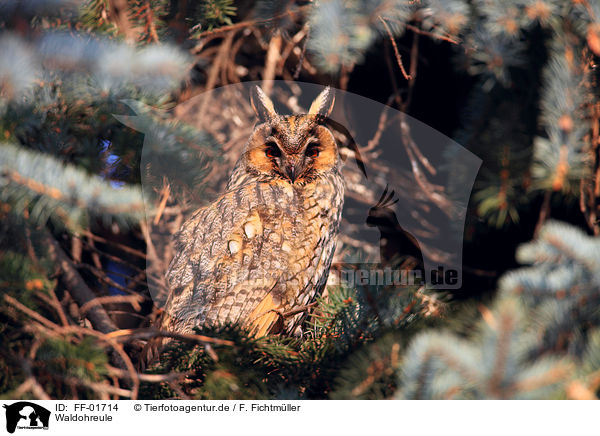 Waldohreule / northern long-eared owl / FF-01714