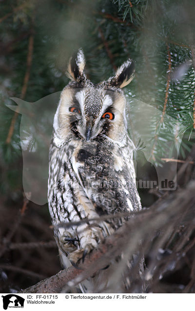 Waldohreule / northern long-eared owl / FF-01715