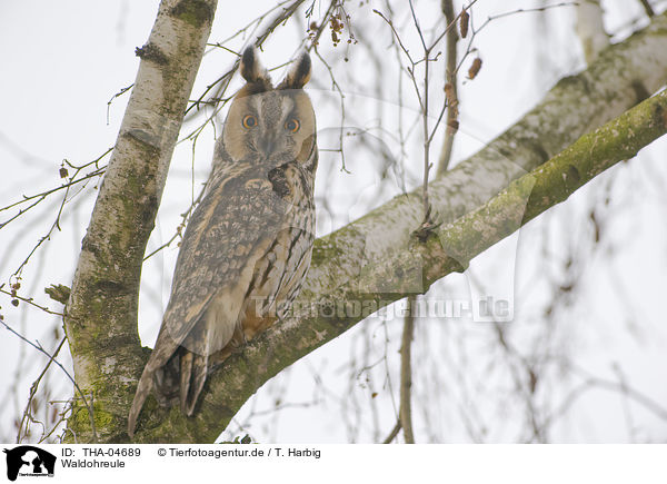 Waldohreule / northern long-eared owl / THA-04689