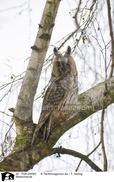 Waldohreule / northern long-eared owl / THA-04690